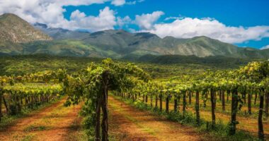 wine tasting in Argentina