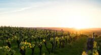wine tasting in France