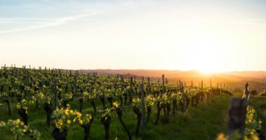 wine tasting in France