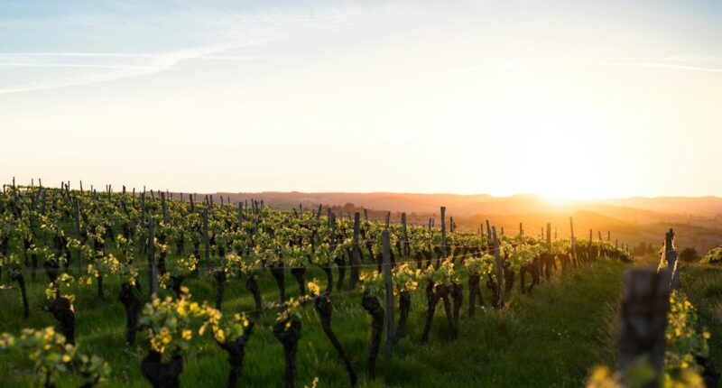 wine tasting in France